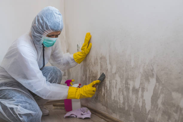 Best Commercial Mold Removal  in Laurie, MO