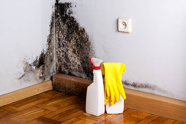 Home Mold Removal in Laurie, MO