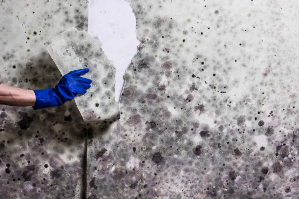 Water Damage Restoration in Laurie, MO